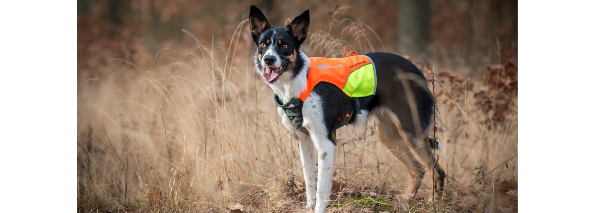 Vybavení pro psy a psí sporty
se zaměřením na mushing